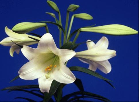 Jeder mchte rein sein an Leib und Seele.