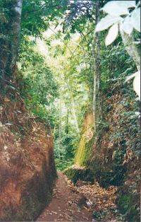 Get Hilde domin zitate For Free